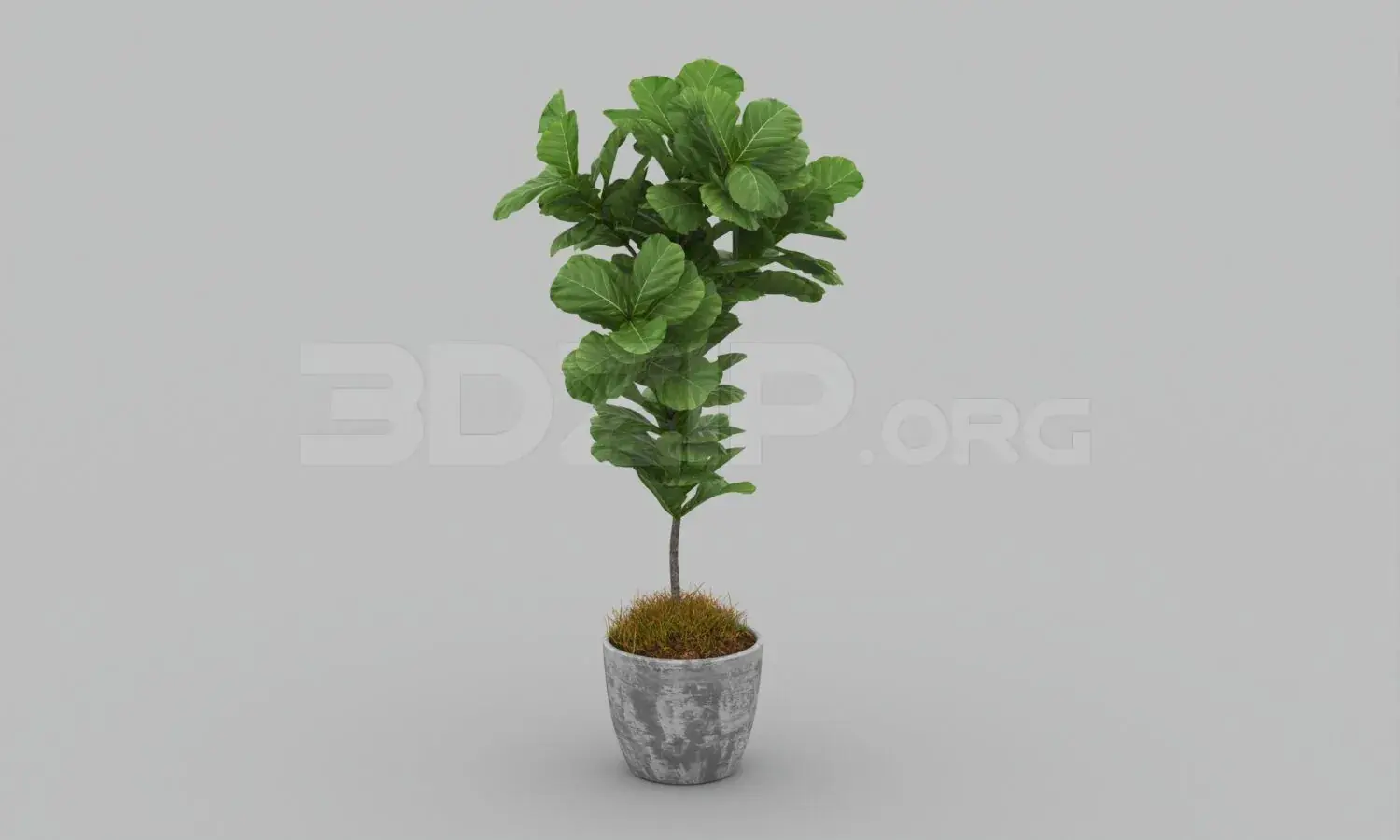 Plant