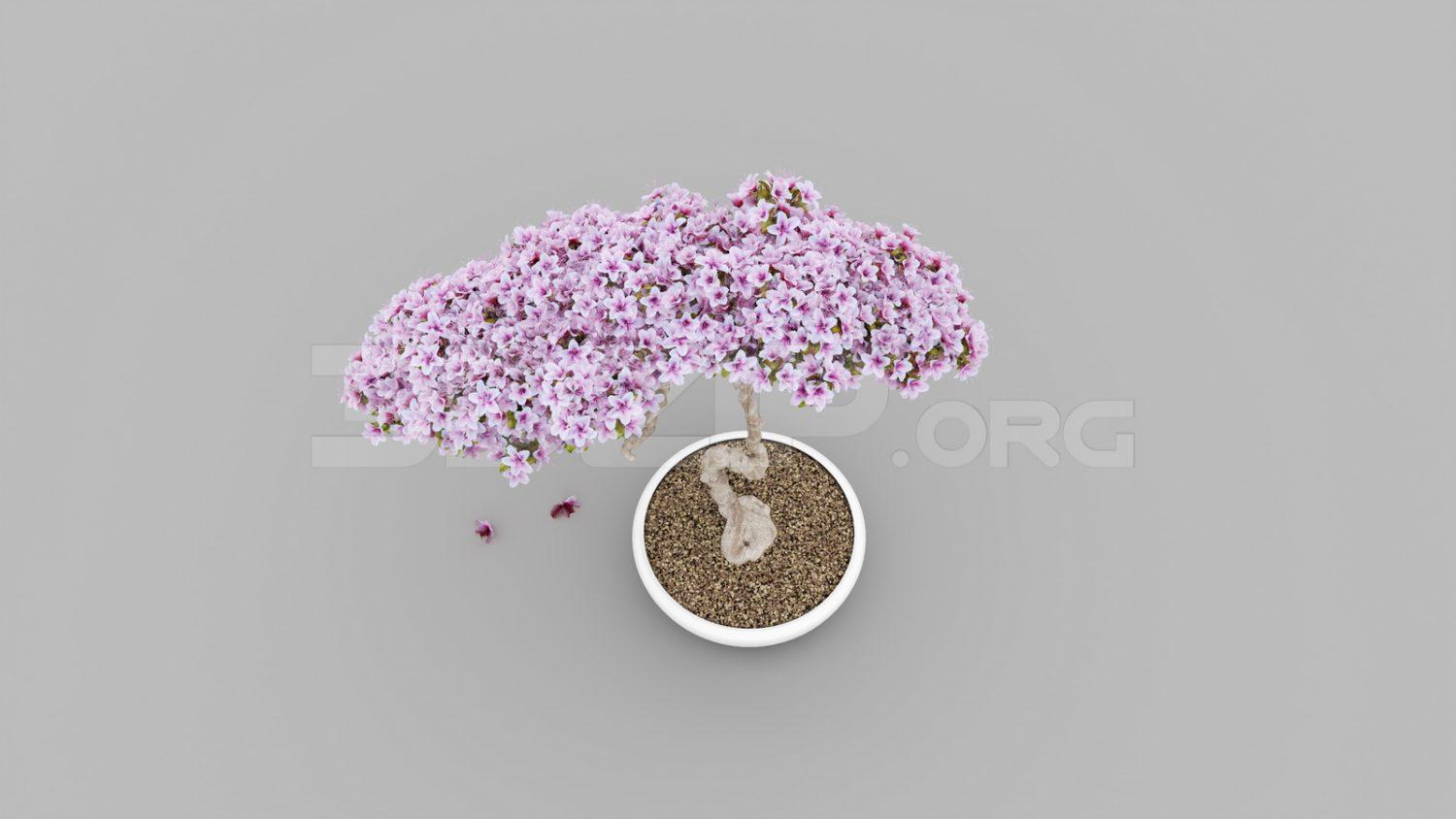 BonSai Tree