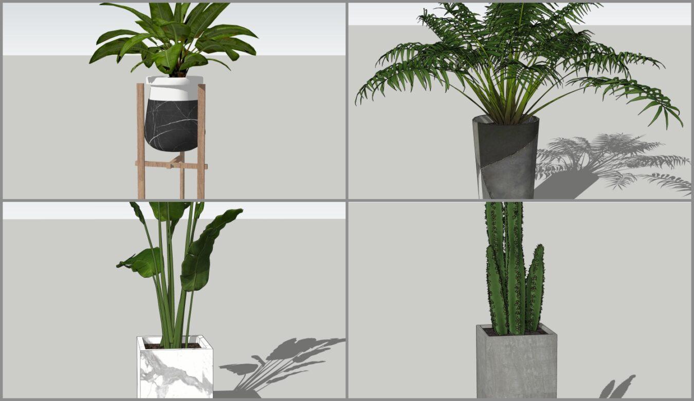 Plant