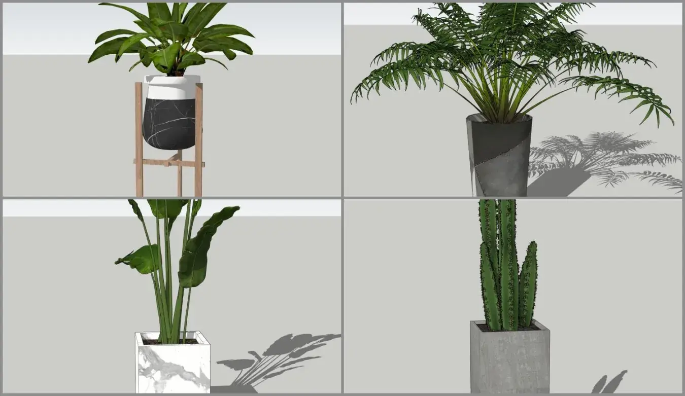 Plant
