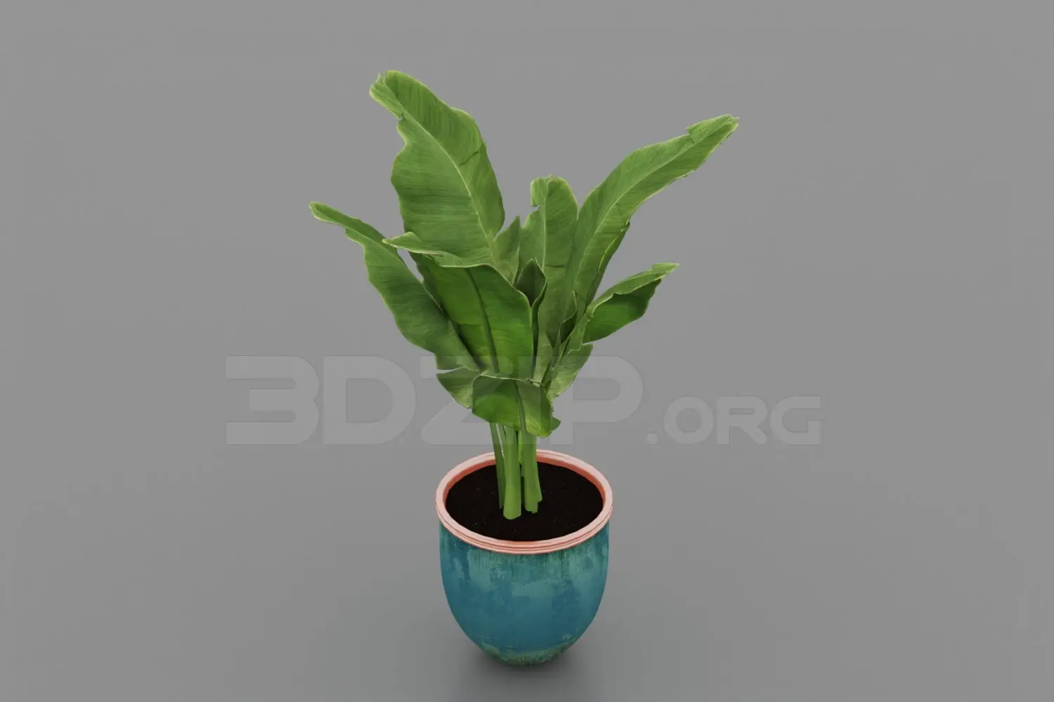 Plant