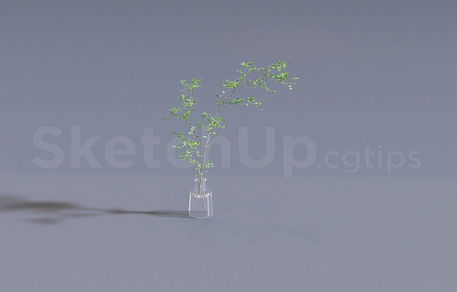 Plant
