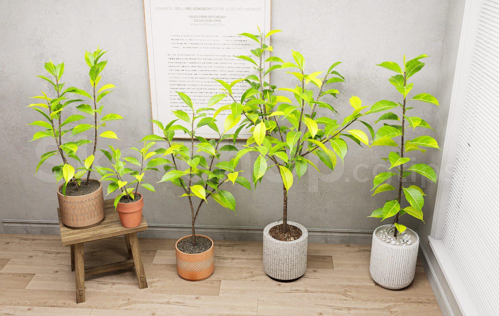 Plant