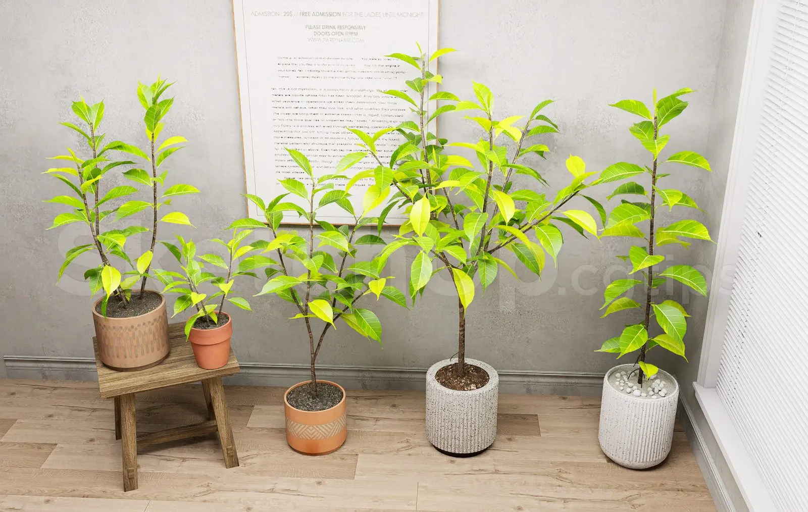 Plant