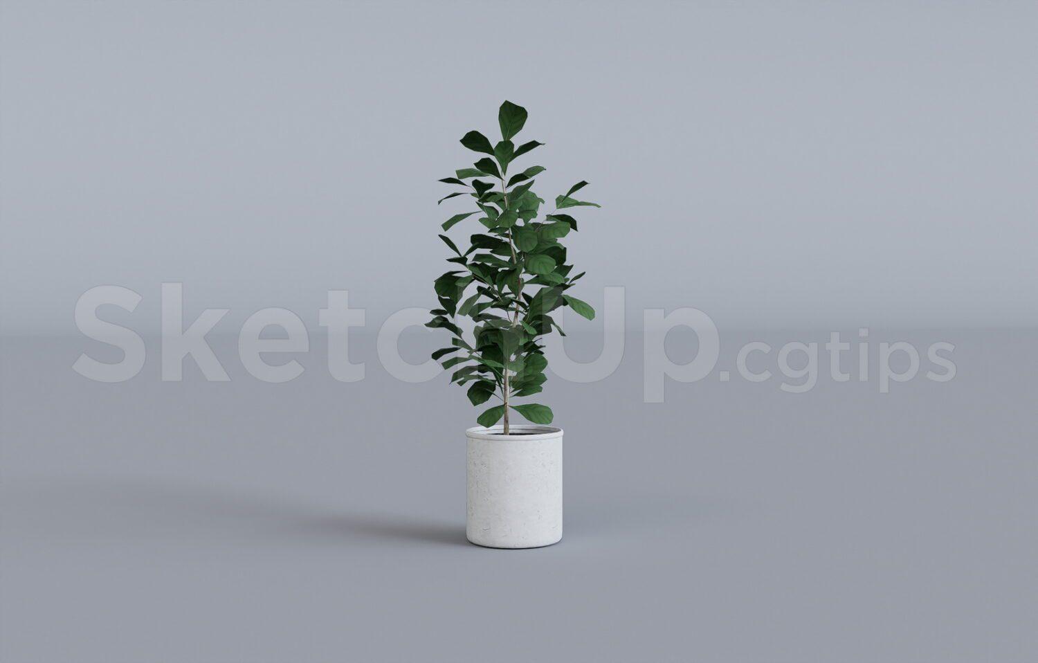 Plant