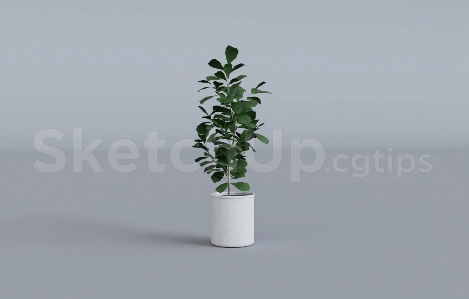 Plant