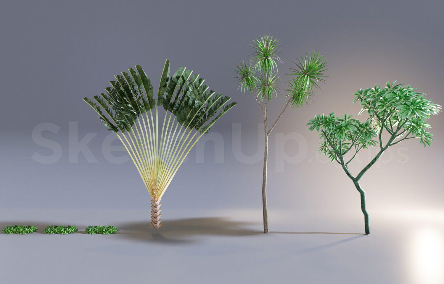 Plant