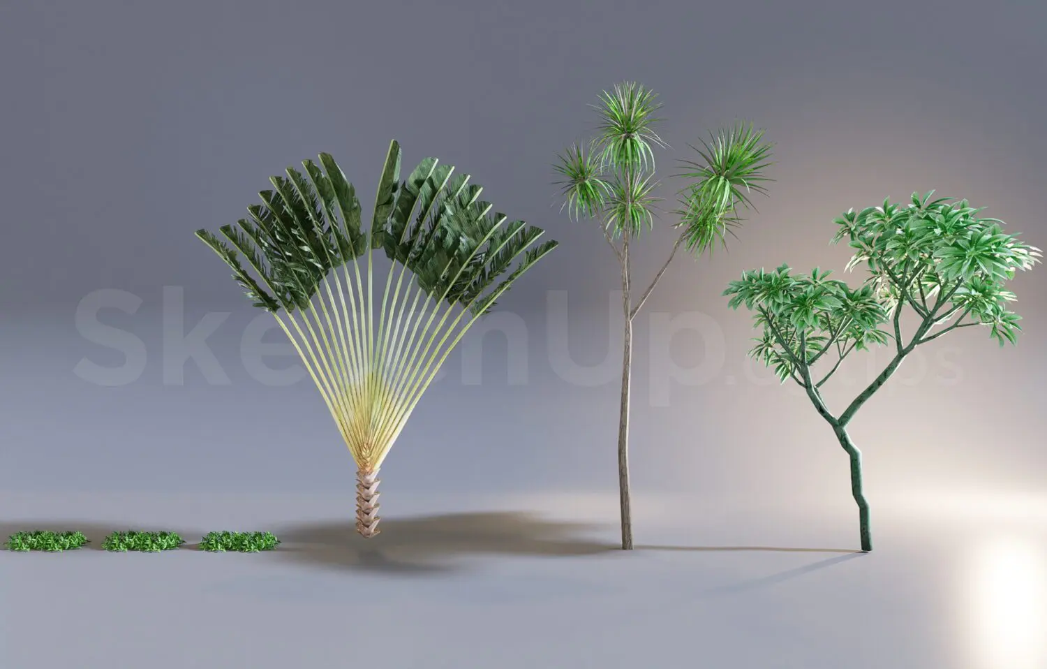Plant