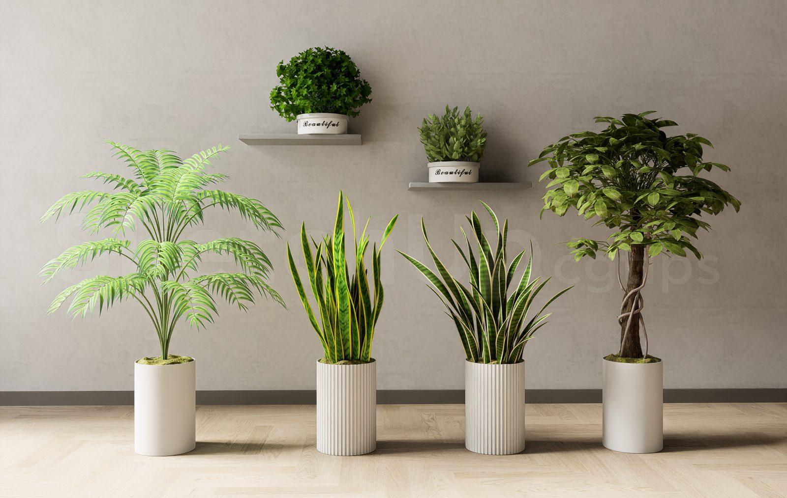 Plant