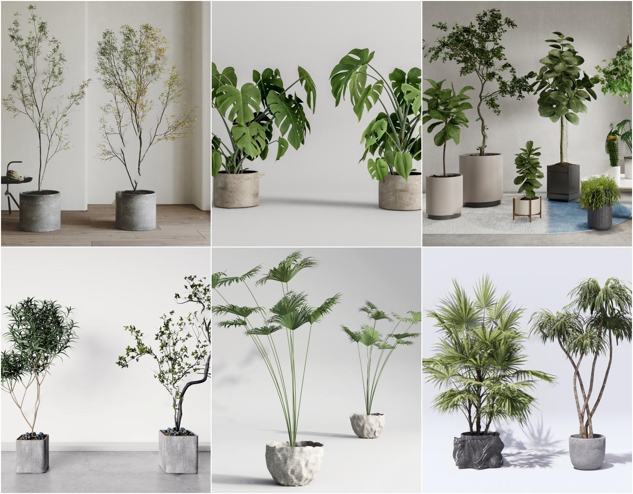 Plant