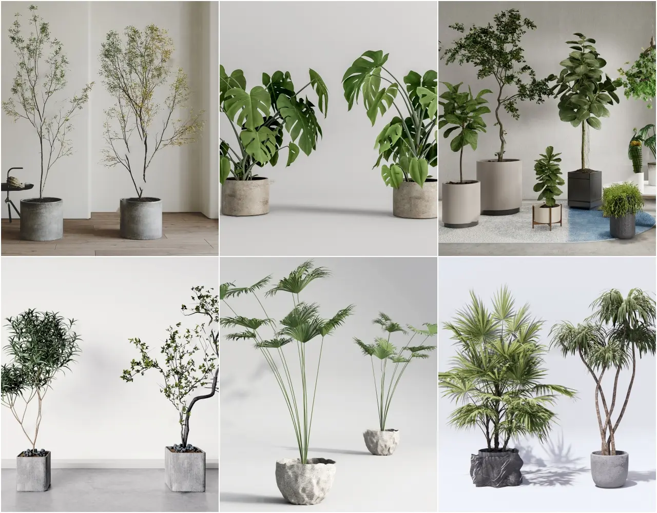 Plant