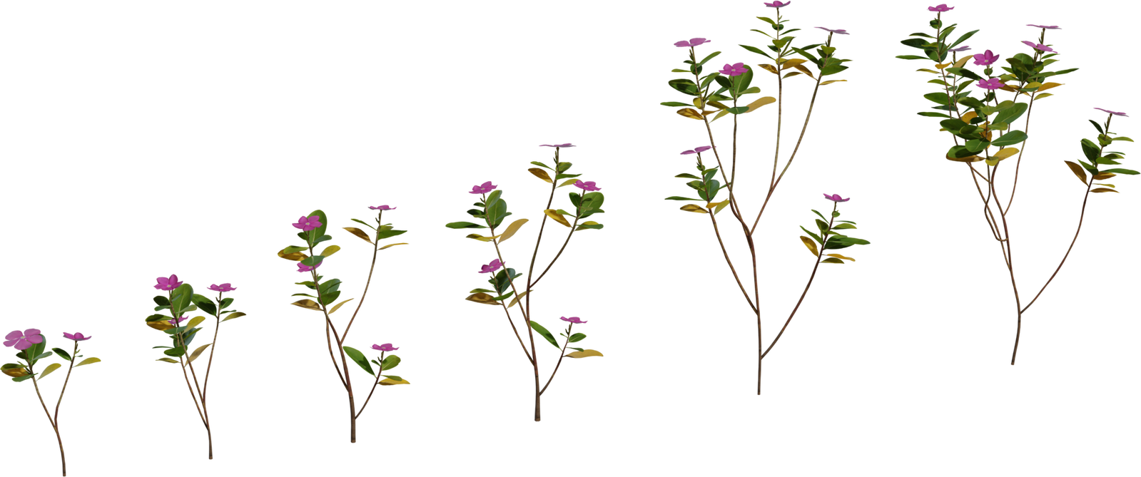 Periwinkle Plant