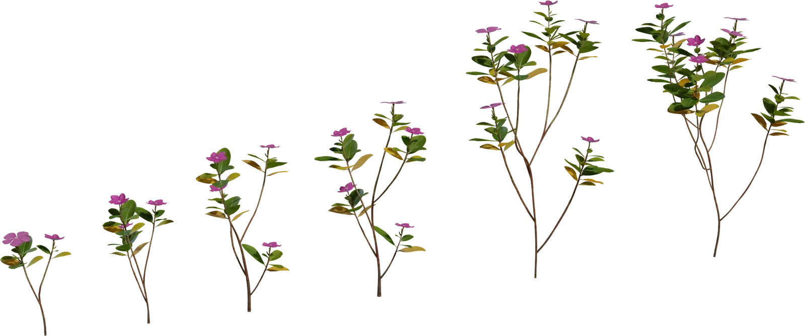 Periwinkle Plant — preview 1, by Amal Kumar (Poly Haven, CC0)