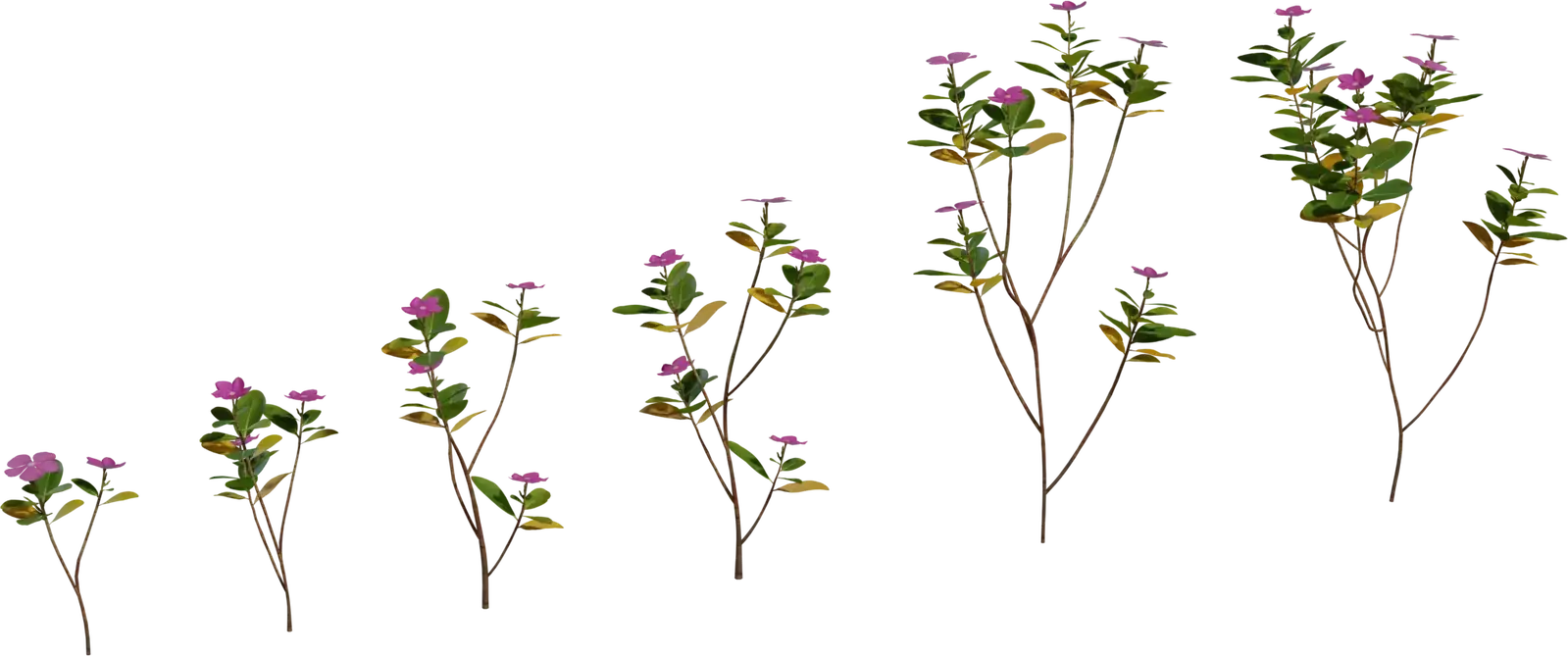 Periwinkle Plant