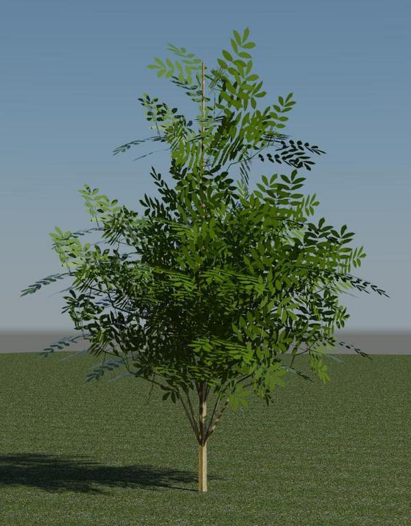 3D Tree - Acacia
