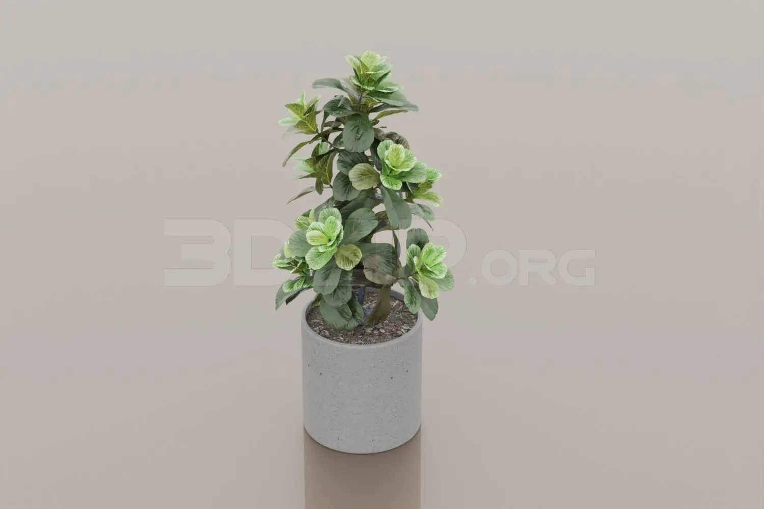 Plant