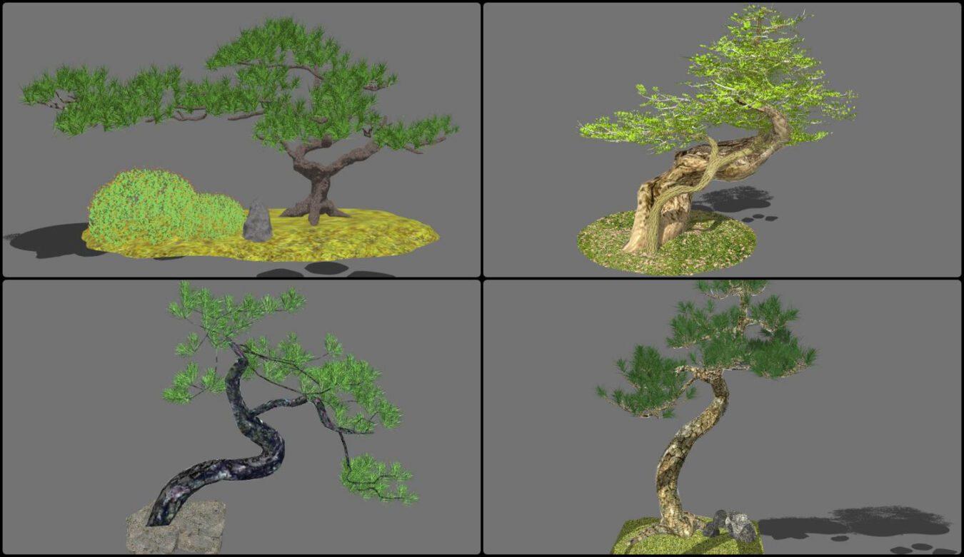 Bonsai Tree