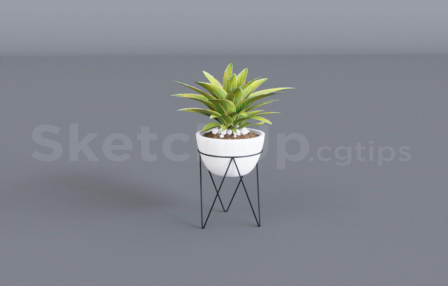 Plant