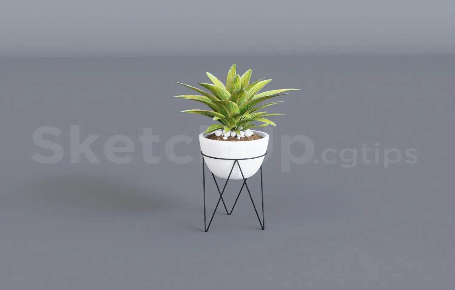 Plant
