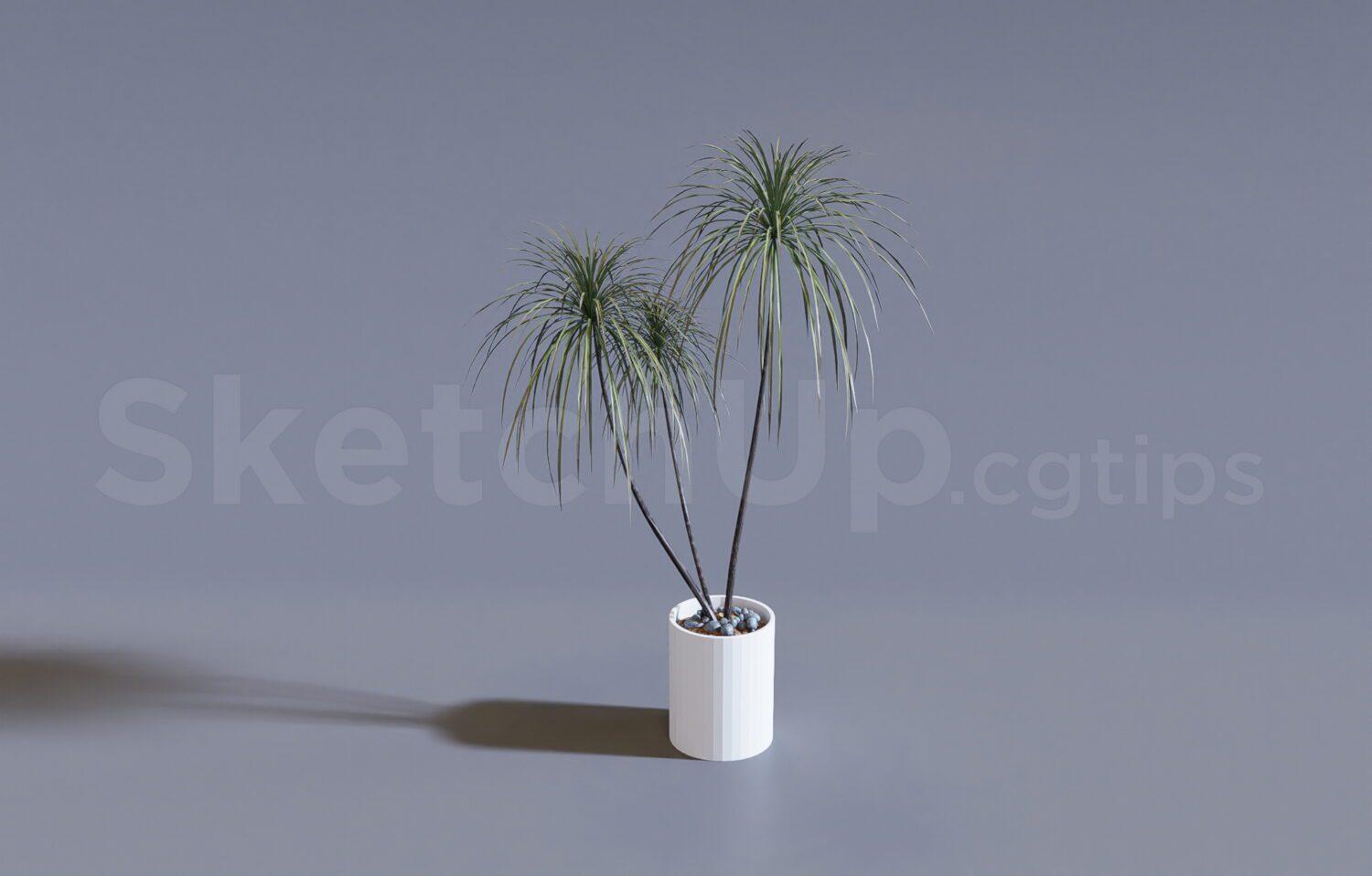 Plant