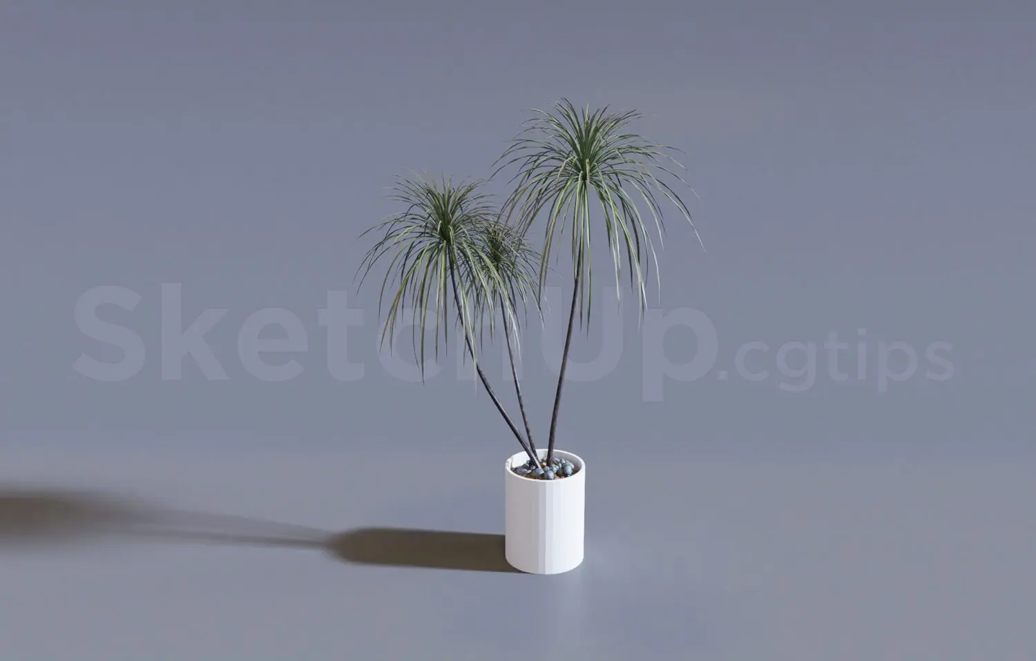 Plant