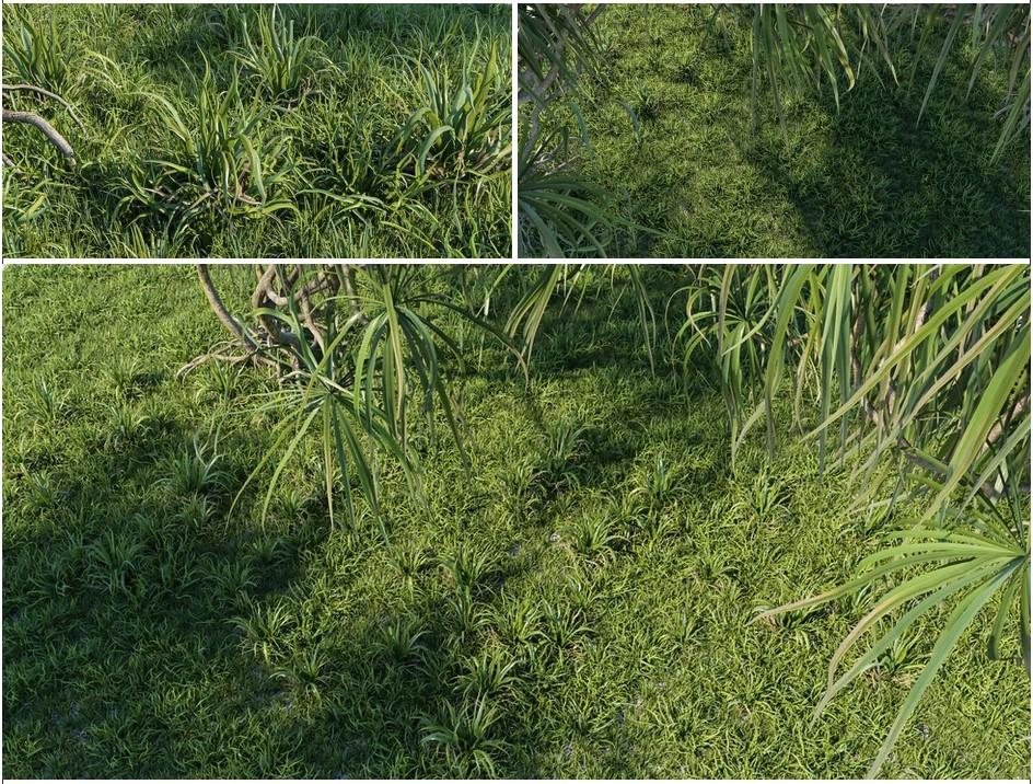 Grass