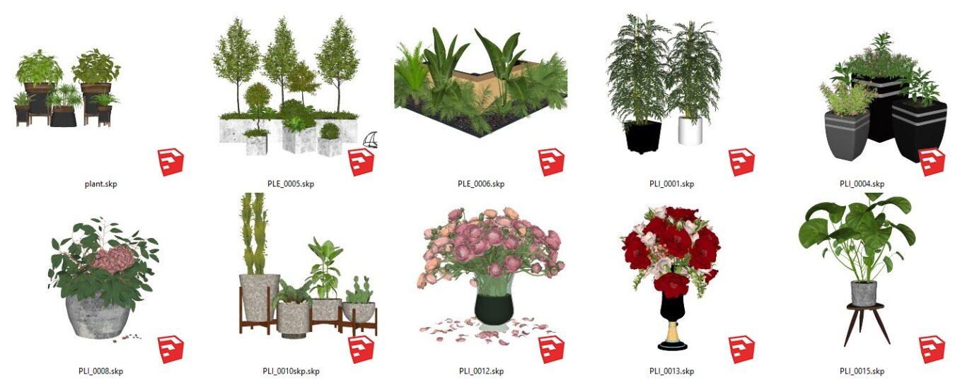 Plant