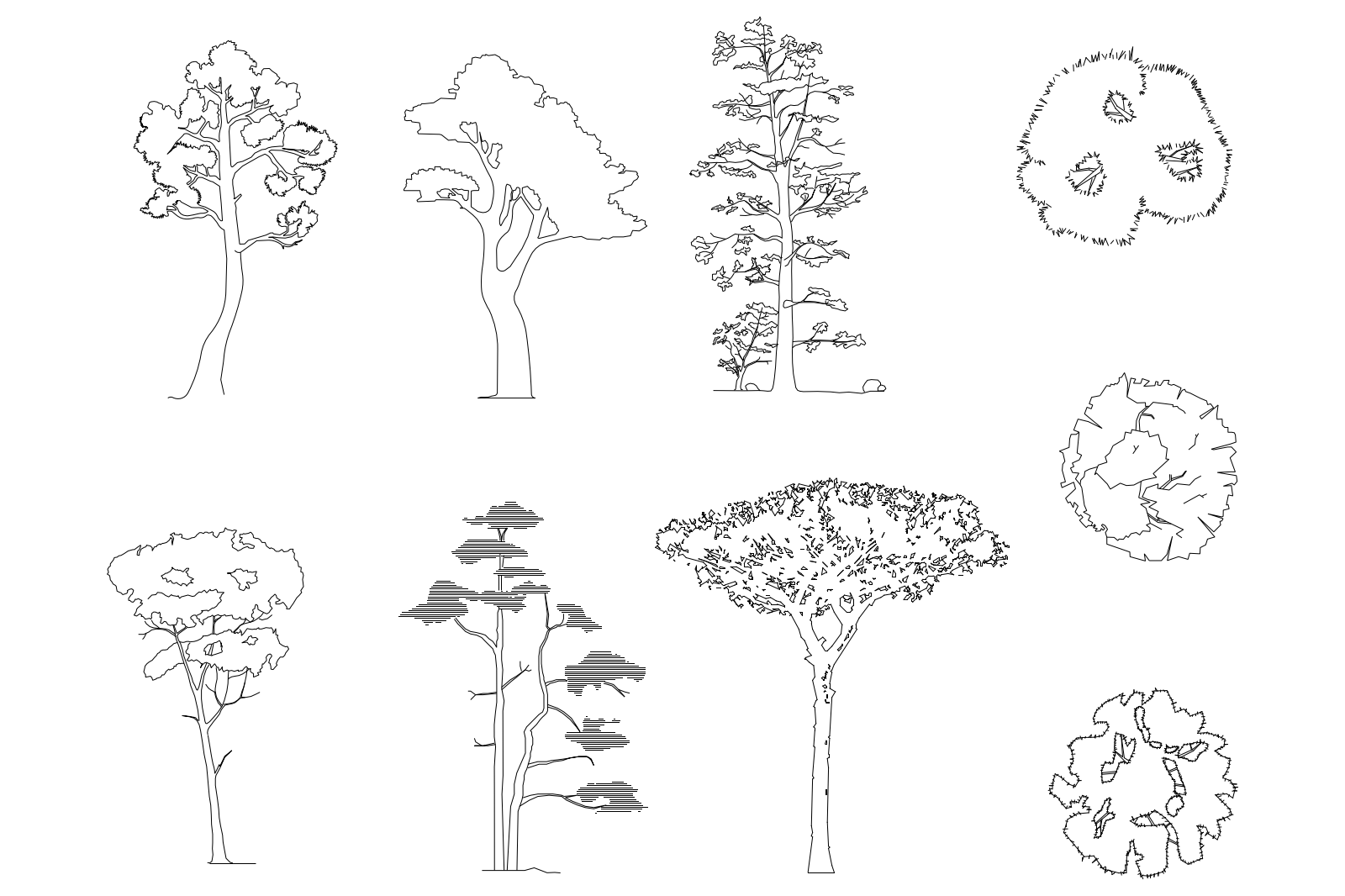 Pines 1