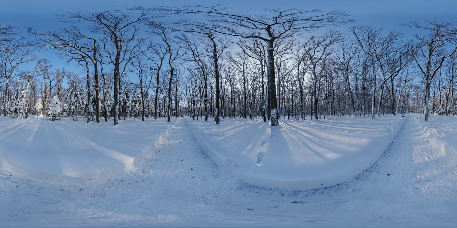 Snowy Forest Path 2