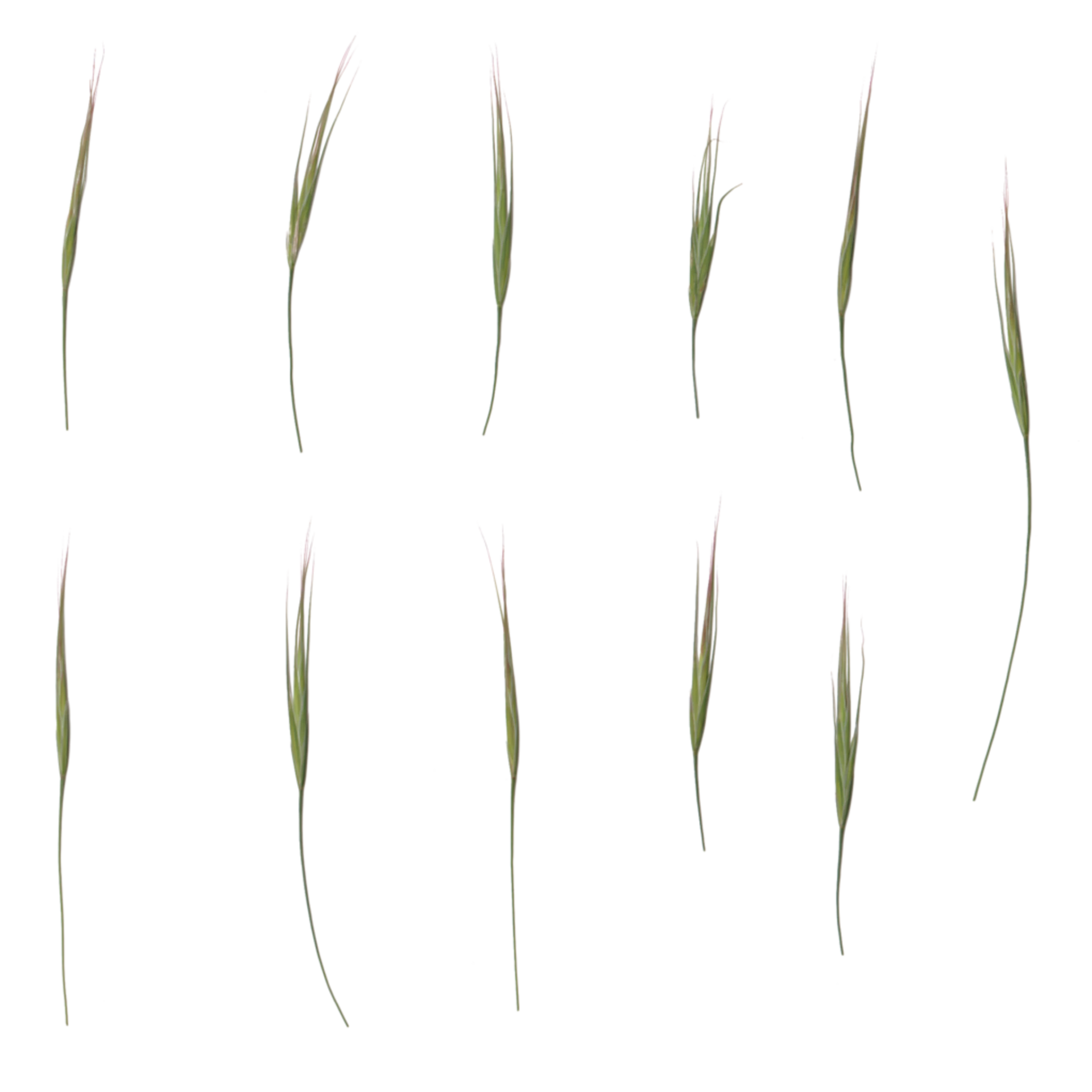 Foliage 004