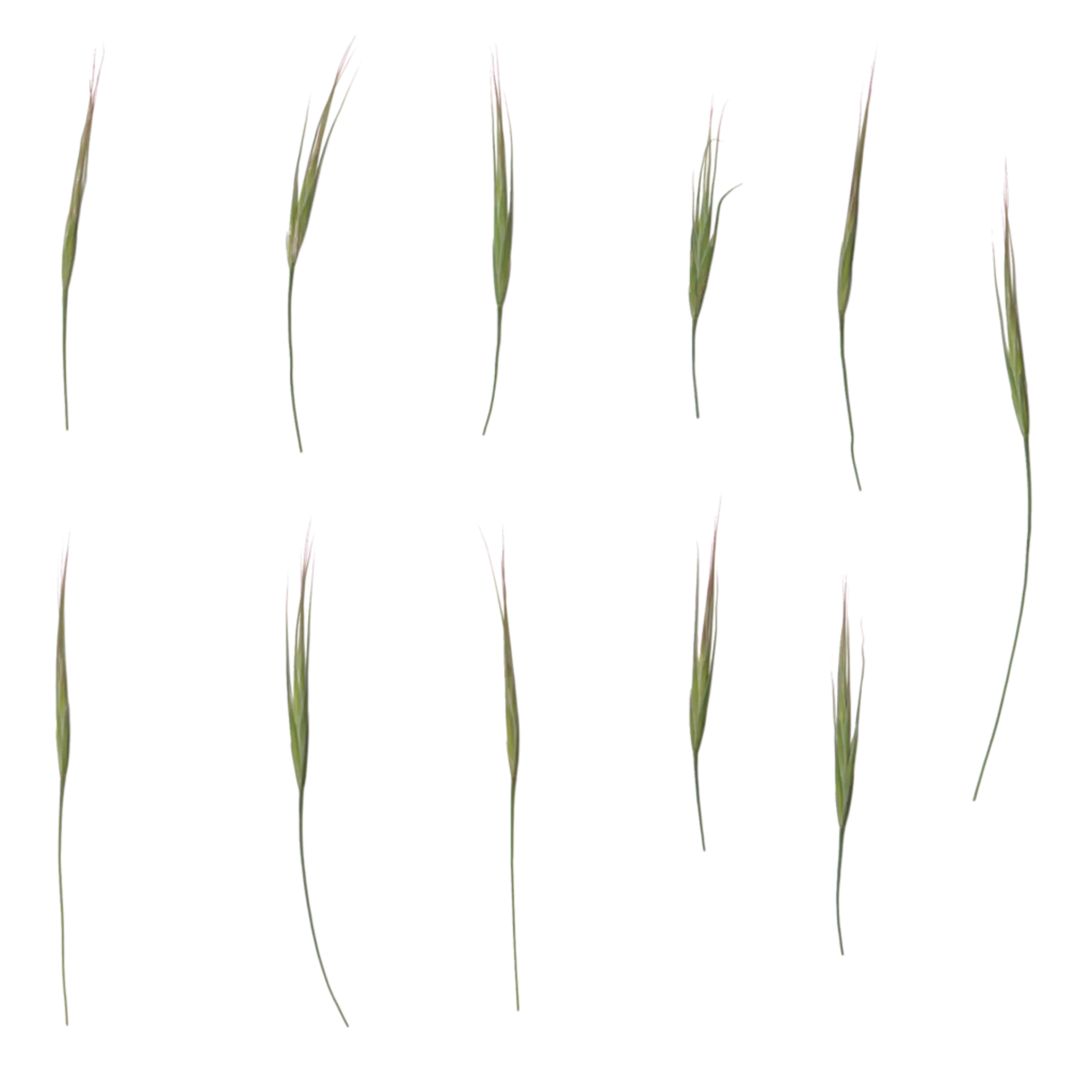 Foliage 004
