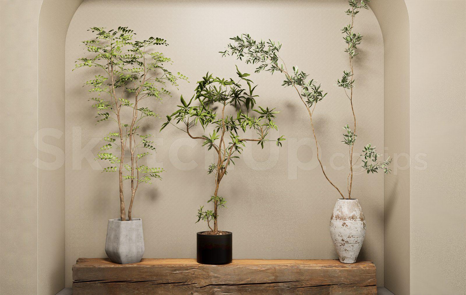 Plant