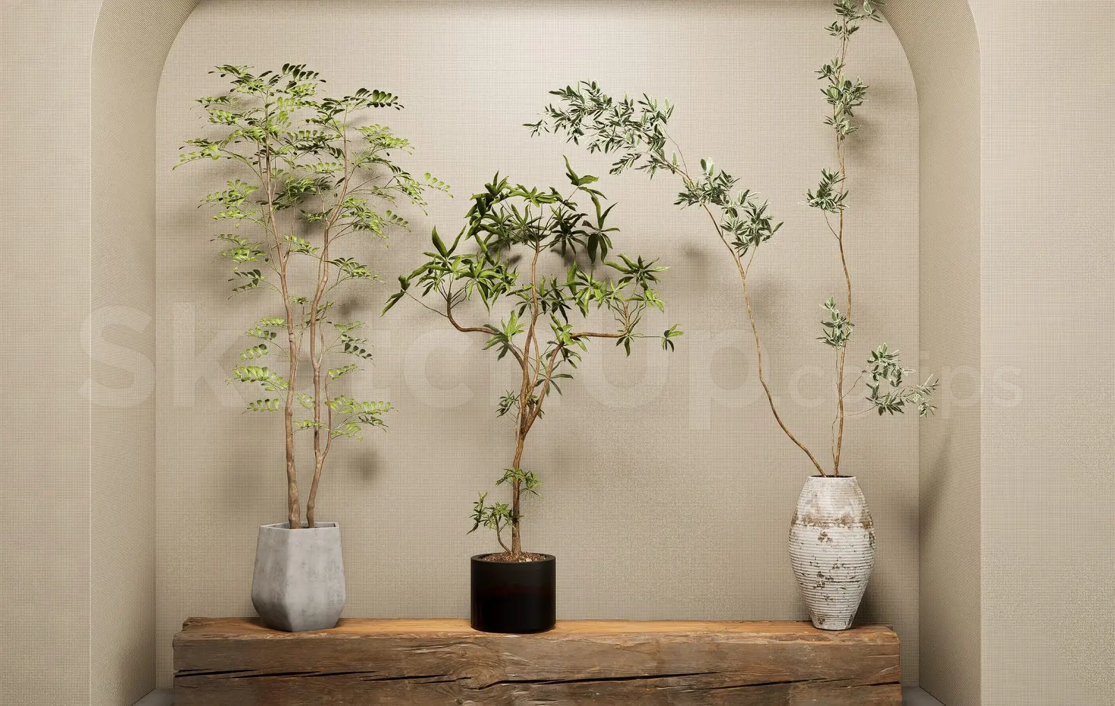 Plant