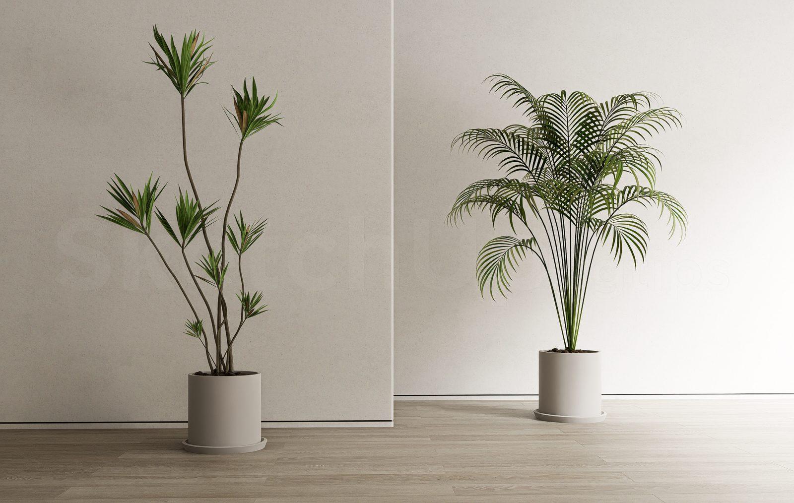 Plant
