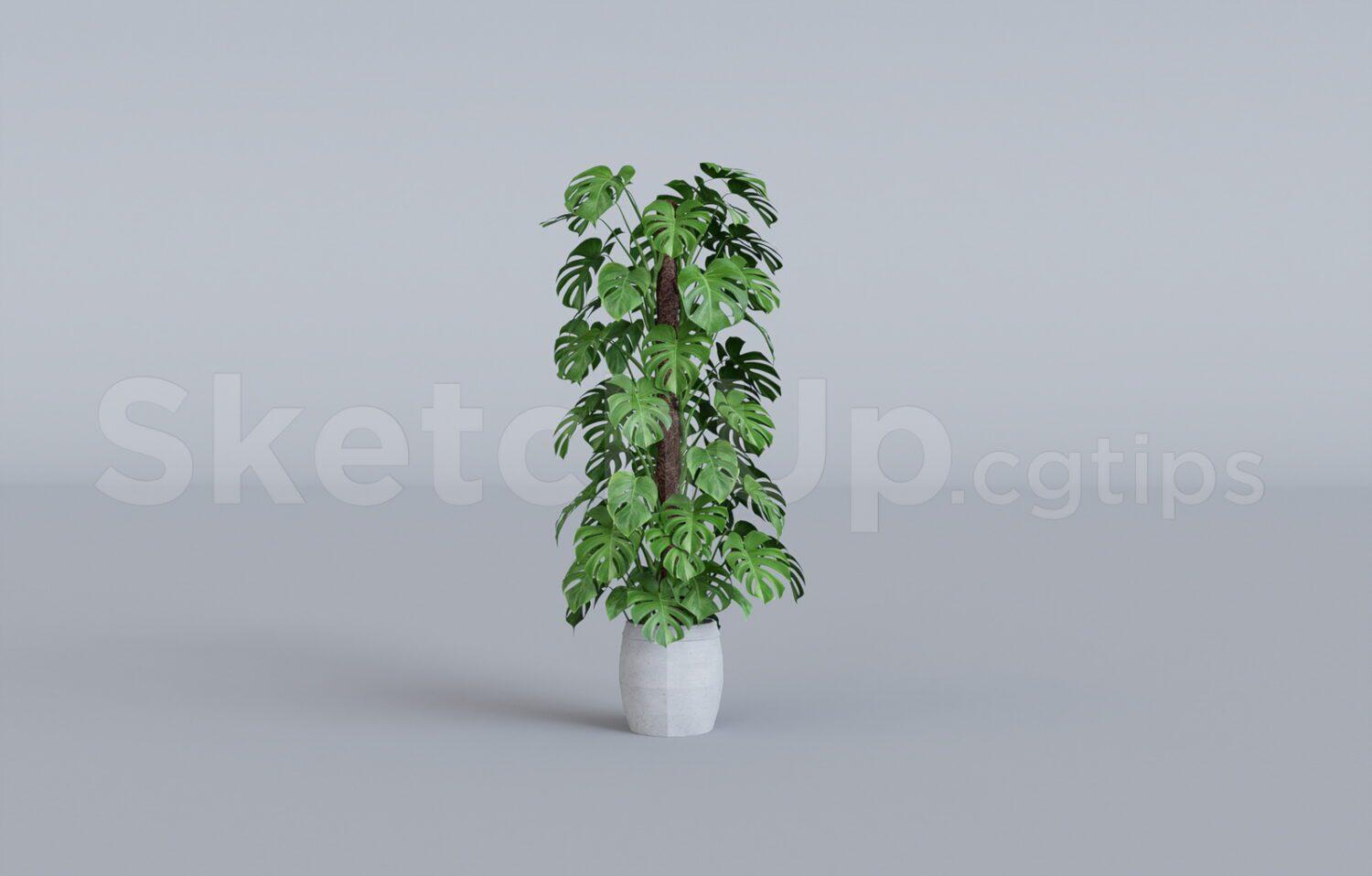 Plant