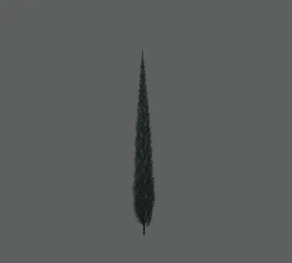 Tree_Conifer
