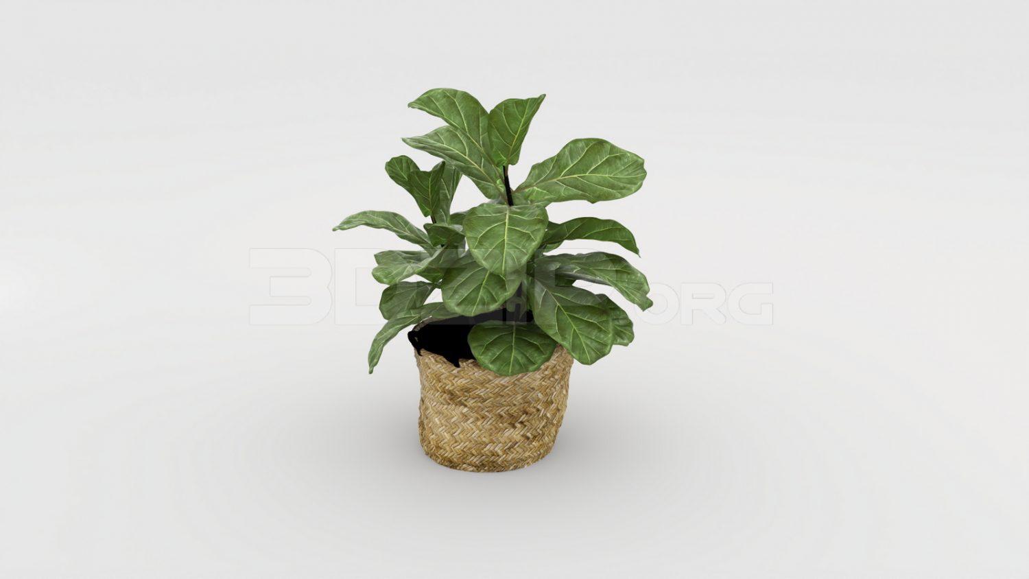 Plant