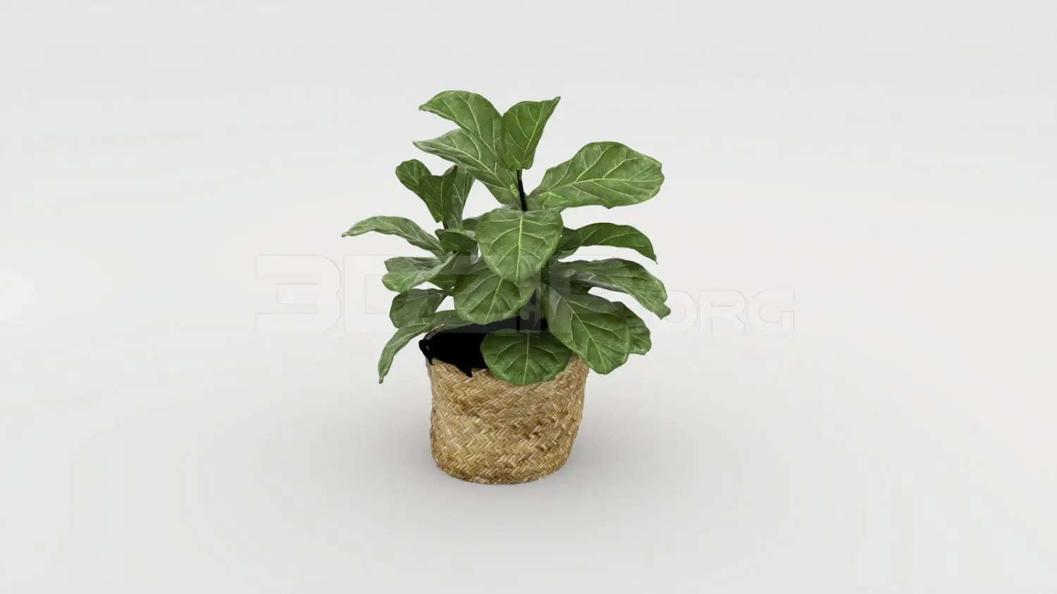 Plant