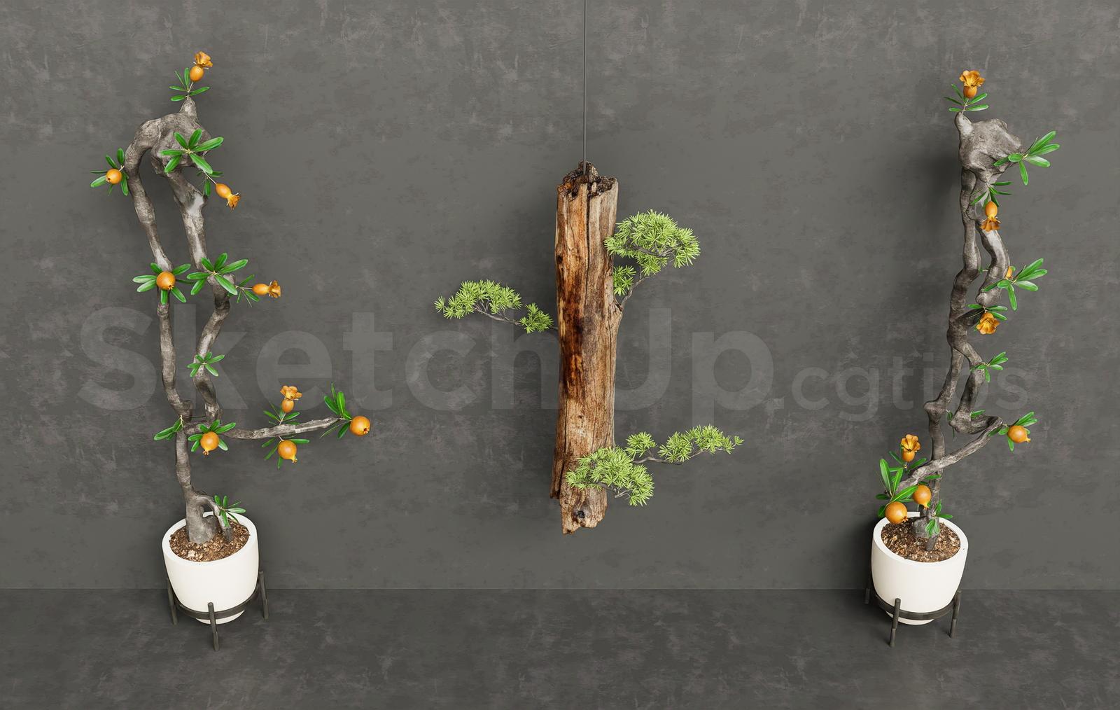 Pomegranate Bonsai and Hanging Pine Tree