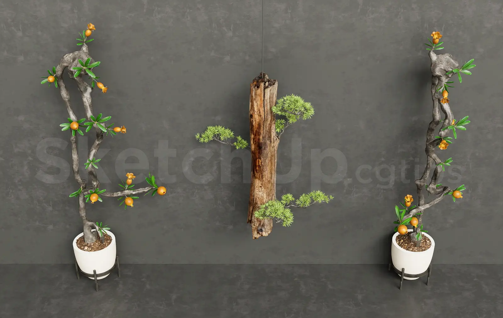 Pomegranate Bonsai and Hanging Pine Tree