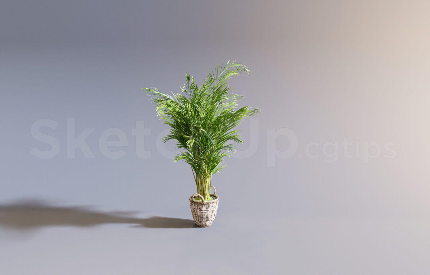 Plant