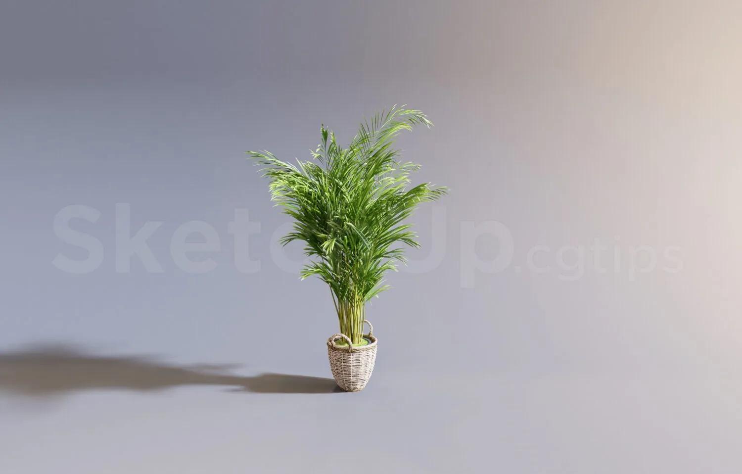 Plant