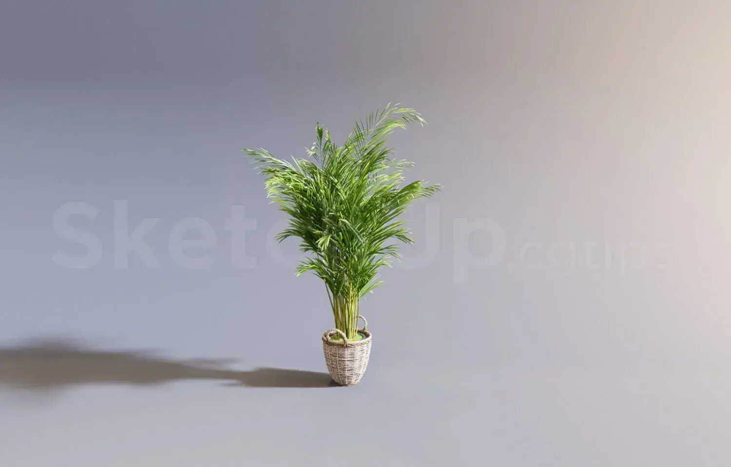Plant