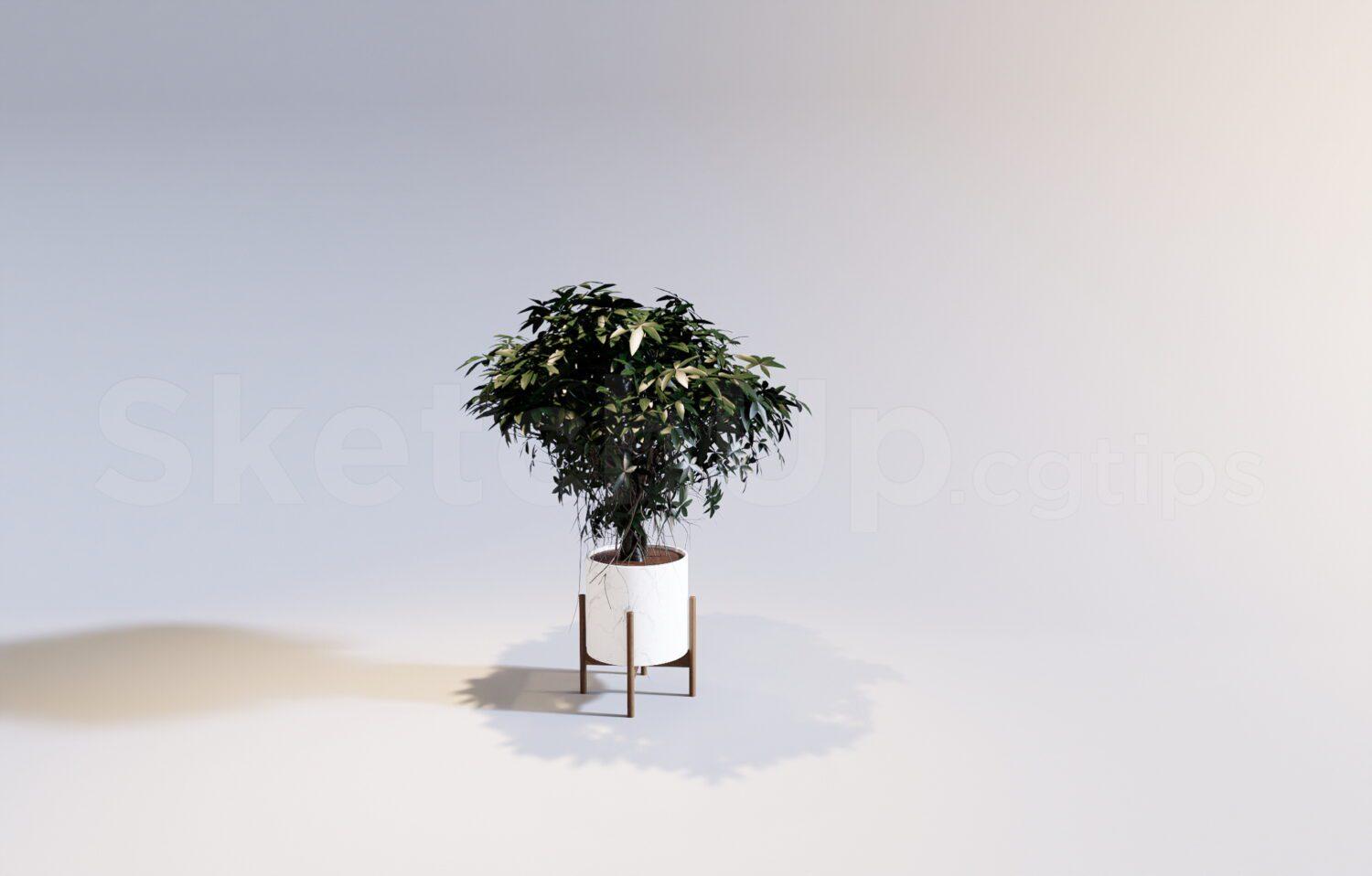 Plant