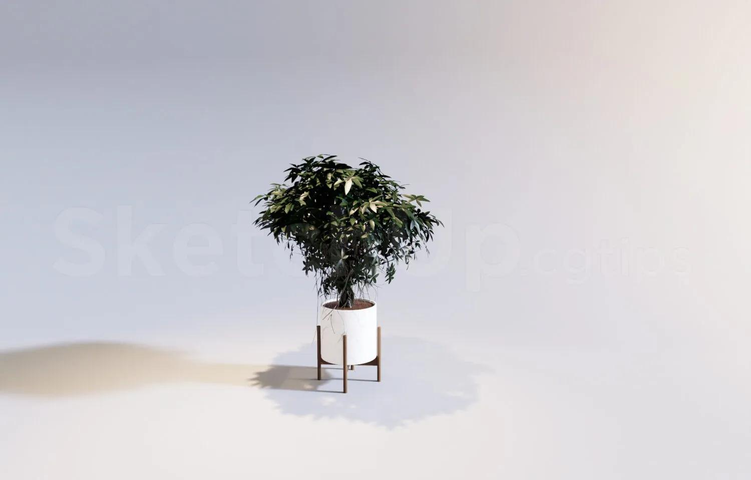 Plant