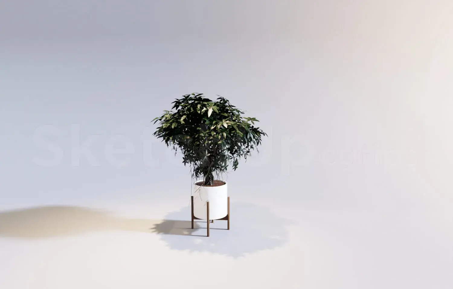 Plant