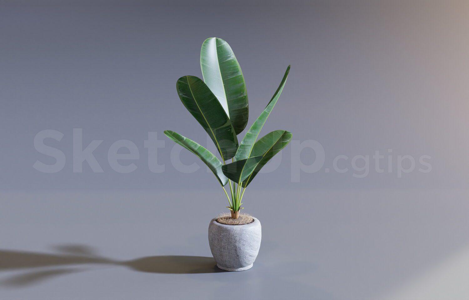 Plant