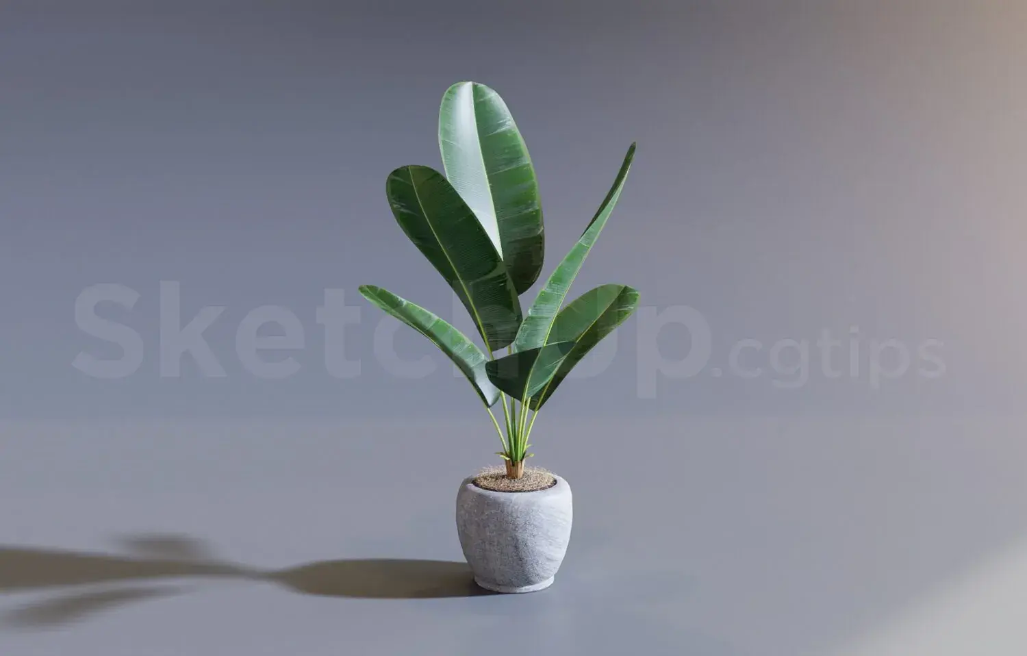 Plant
