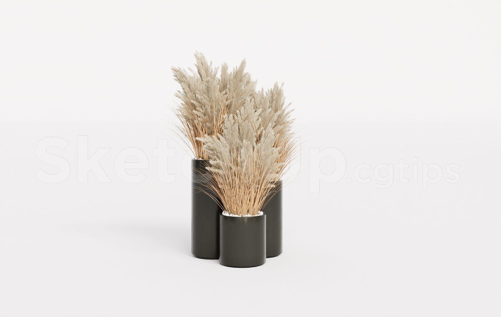 Pampas Grass Plant