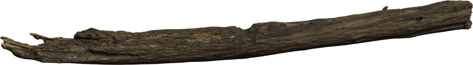 Dead Tree Trunk